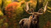 Wyoming hiker learns the hard way not to mess with the moose