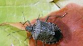 Stink bugs: Why are there so many around in NY right now? How to get rid of them