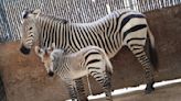 Disney’s Animal Kingdom Lodge welcomes baby zebra