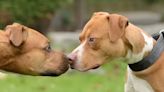 The Truth About Pit Bulls and Aggression