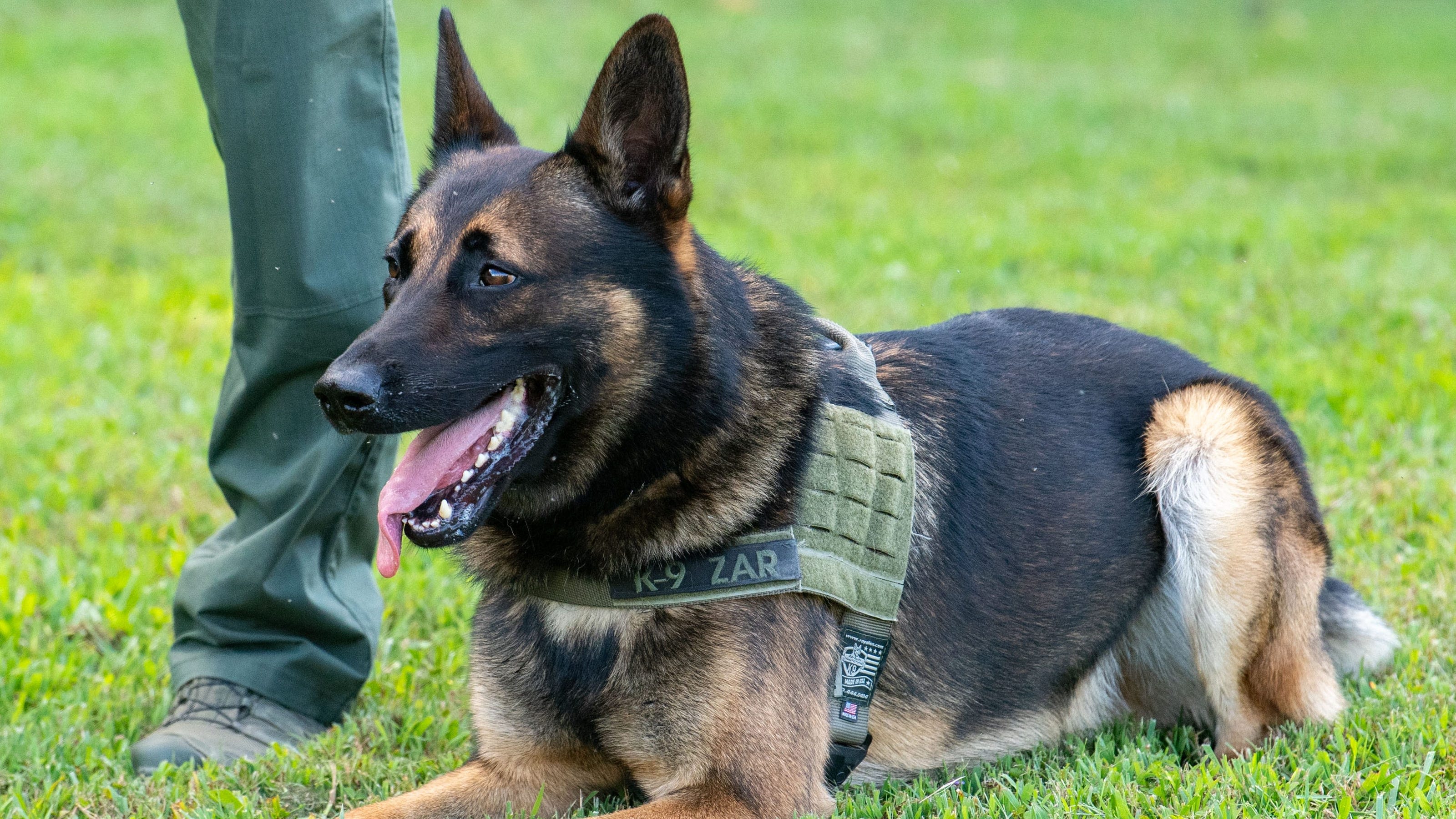 Missouri handler charged in hot car death of of K-9 officer: Reports