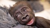 OB-GYN makes history delivering baby gorilla: "Our love for women...it knows no bounds"