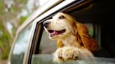 Dog travel sickness: Vet shares 7 ways to reduce the symptoms