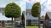 Bizarre half-cut tree from neighbor dispute becomes an unlikely tourist attraction thanks to Google reviews