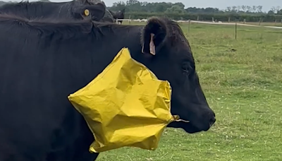 Farmer plea after balloon gets stuck in cow's mouth