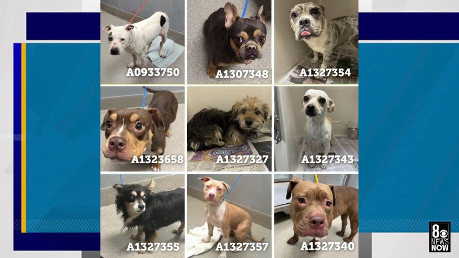 Lost your pet? Animal Foundation takes in 63 animals on July 4th