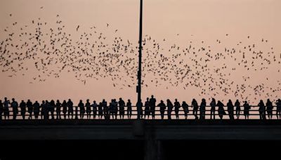 See The World's Largest Urban Bat Colony Take To The Skies In This US City