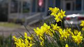 Here's how you can grow great daffodils in your yard and garden