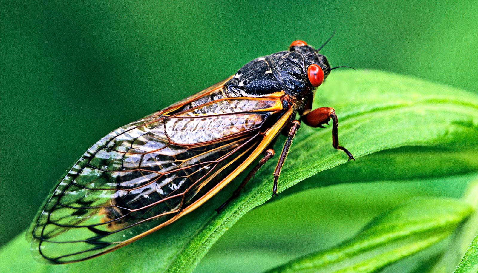 10 things you may not know about 'super sneaky' cicadas