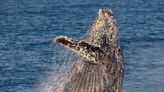 Conheça passeios para encontrar baleias e golfinhos no litoral brasileiro