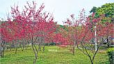 桃園中埔二號公園：近距離拍攝粉紅八重櫻，市區賞花熱點