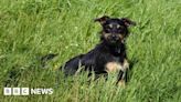 Cornish community joins hunt for lost dog