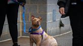 No one wanted Princess Fiona. Then the balding, potbellied pit bull met a little girl.