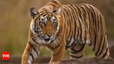 City Zoo in Kolkata Attempts Tiger Breeding with New Females from Visakhapatnam and Nandankanan | Kolkata News - Times of India