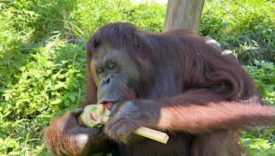 壽山動物園告別老朋友 紅毛猩猩咪咪安詳離世 | 蕃新聞