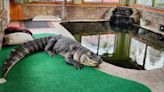 Suburban Buffalo man: I want my 750-pound, pet alligator of 30 years back