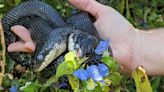 Rare Two-Headed Snake Undergoes Surgery in Missouri to Treat an 'Emerging Health Condition'