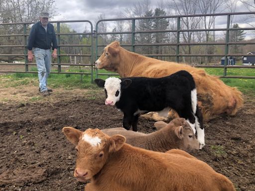 Rare triplet calves born in Orland