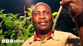 The Kenyan plant specialist making the case for traditional African medicine