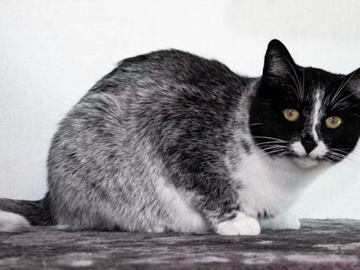 Genetic Mutation Underlying Finland’s ‘Salty Liquorice’ Cats Identified