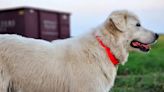 Rural dog owner goes to great lengths to find her missing livestock guardian