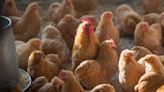 Colorado Reports Three More Presumed Cases of Bird Flu