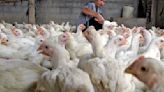 ¿Cómo se contagia la gripe aviar H5N2? Estos son los síntomas del virus, según un epidemiólogo