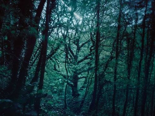 Photographer documents the last surviving rainforests of Great Britain