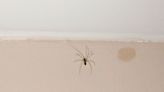 Spiders will flee from your house permanently with £1.45 powerful home remedy