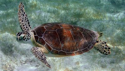 El DRNA investiga el hallazgo de una tortuga muerta en la playa Puerto Nuevo, en Vega Baja