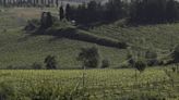 90% of world’s wine regions threatened by climate change