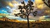 Joshua trees growing for over 100 years will be cleared for solar farm in California