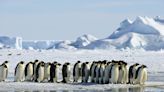 Russia's War in Ukraine Could Jeopardize Antarctic Wildlife