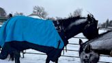 Nebraska woman brings horses into home amid cold weather, turns dining room into stable