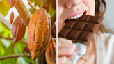 Scientists find way to make chocolate healthier