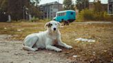 The Chernobyl Nuclear Disaster Changed the DNA of Local Dogs