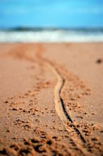 Draw a line in the sand - Manifested Harmony