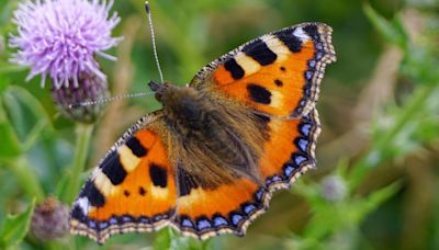 Concerns over record-low butterfly and moth numbers