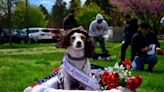 Bark for Life of Central NJ offers furry friends a chance to help fight cancer