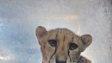 Roger Williams Park Zoo announces death of Becca the cheetah