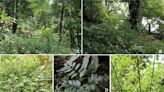 Researchers report new fern species from Yunnan, China