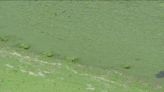 Some Florida conservation groups calling for better standards to detect harmful algae blooms