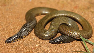 Scientists discover new species of shield-tail snake in Western Ghats’ Meghamalai-Munnar landscape