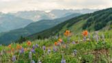 This Colorado Mountain Town Is Home to Some of the Best Wildflowers Blooms in the State — Here's How to See Them