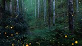 Word from the Smokies: Fireflies are surprisingly diverse