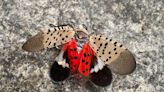 Spotted lanternflies to start hatching around NY, NJ: Why you should kill them