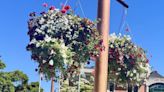 Port Coquitlam greenthumbs can win a city hanging basket