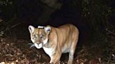 What is California’s mountain lion population?