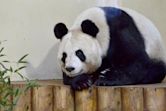 Tian Tian (female giant panda)