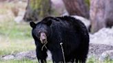 Bear Is Killed After Attacking Man During ‘Standoff with His Dog’ in California